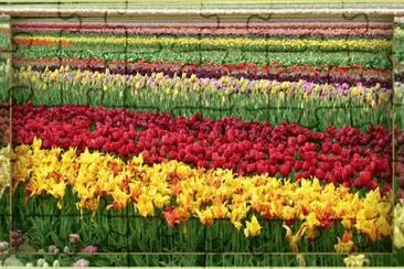 image jigsaw puzzle