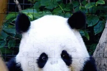 Mei Sheng Giant Panda-San Diego Zoo jigsaw puzzle