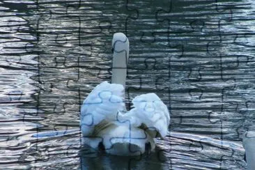 Swan