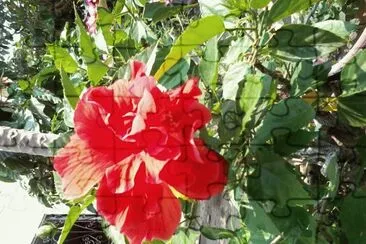 Tulipan Rojo