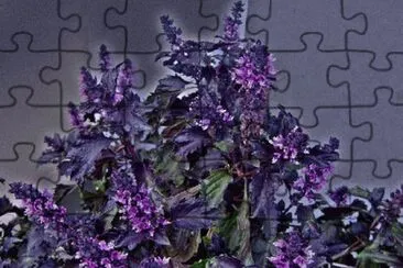 פאזל של Purple Ruffle Basil Plant