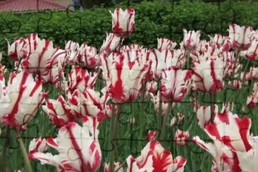 Tulipas jigsaw puzzle