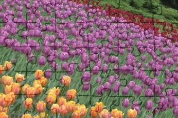 Tulipas jigsaw puzzle