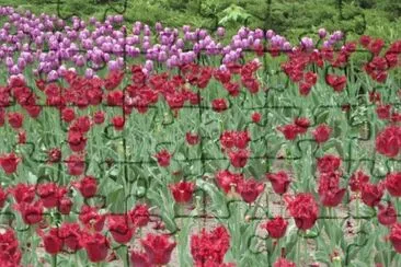 Tulipas jigsaw puzzle