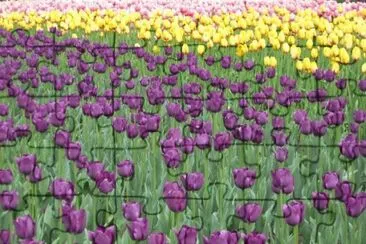 Tulipas jigsaw puzzle