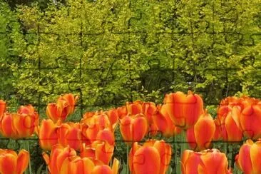 flores jigsaw puzzle