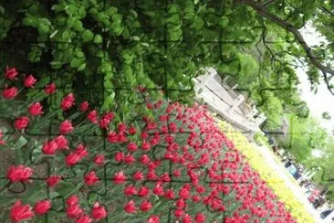 Flores jigsaw puzzle