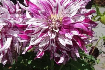 lilas jigsaw puzzle