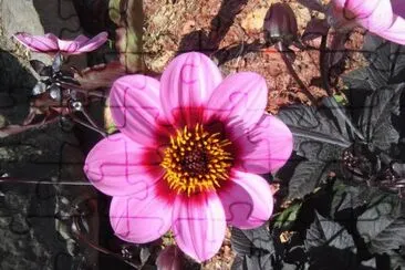 rosa jigsaw puzzle