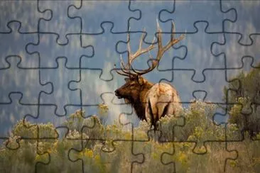 Yellowstone Bull Elk jigsaw puzzle