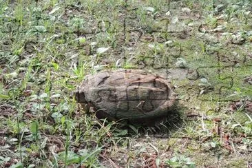 Snapping Turtle