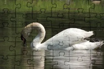 Lovely Swan jigsaw puzzle