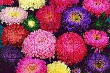 image jigsaw puzzle
