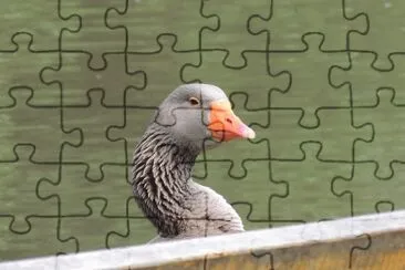 Peek-A-Boo Goose
