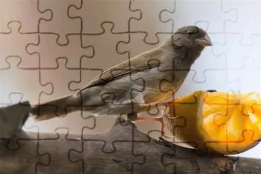 51 jigsaw puzzle