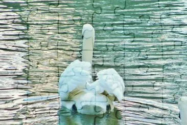 Swan jigsaw puzzle