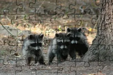 Three Little Amigos jigsaw puzzle