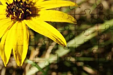 Yellow Daisy
