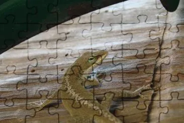 Lizard jigsaw puzzle