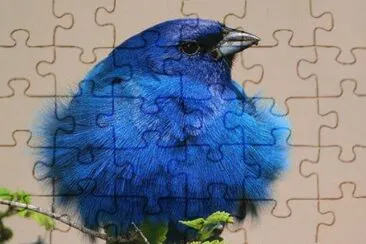 100 jigsaw puzzle