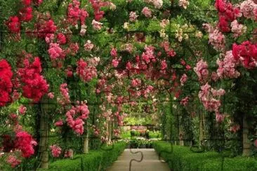 Caminho de Flores