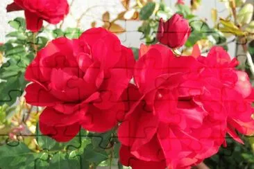 rose jigsaw puzzle