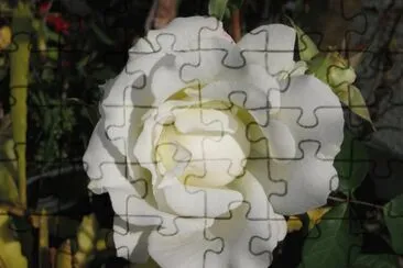 white rose jigsaw puzzle