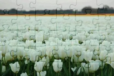 11 jigsaw puzzle