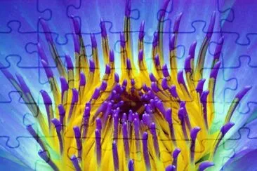 Roxo e Amarelo