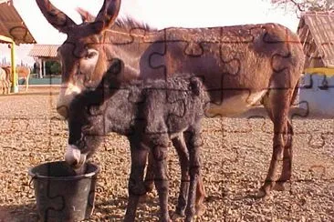 Donkey Sanctuary Bonaire jigsaw puzzle