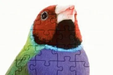 gouldian finch