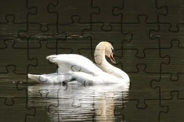 Swan jigsaw puzzle