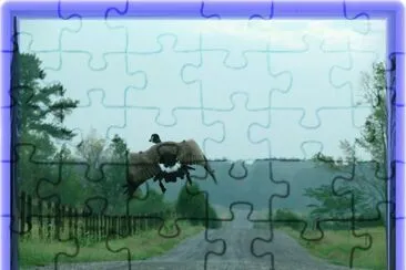 Goose Flying jigsaw puzzle