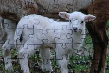 Lamb jigsaw puzzle