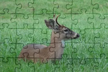 Resting Buck jigsaw puzzle