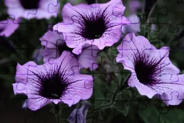 Three Gramophone Flowers