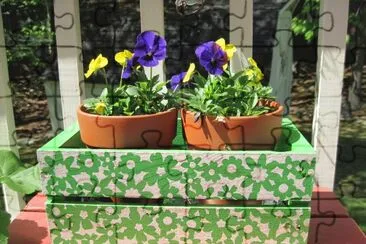 Summer Plants