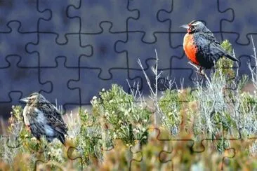 Pechitos colorados jigsaw puzzle