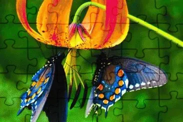 MARIPOSA