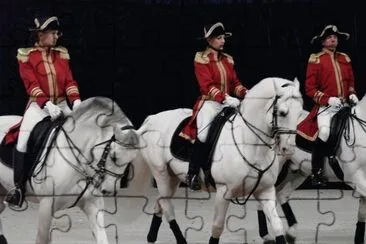 Lipizzaner Stallions