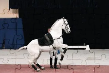 Lipizzaner Stallion