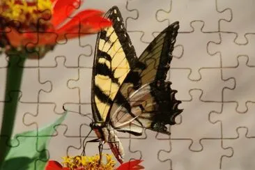 Tiger Swallowtail on Red