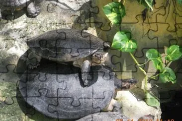 Tortugas