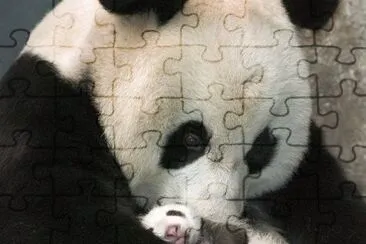 j jigsaw puzzle