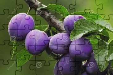 Italian Plum Tree