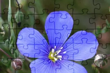 foto jigsaw puzzle