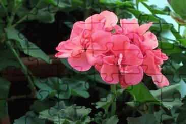 Gerani rosa