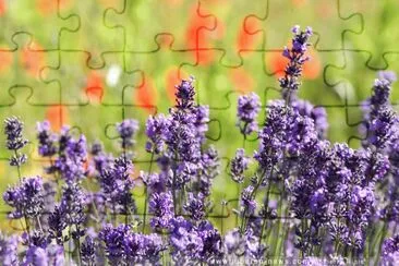 Lavanda