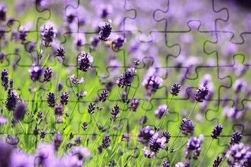 Lavanda 2