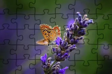 Lavanda amb papallona